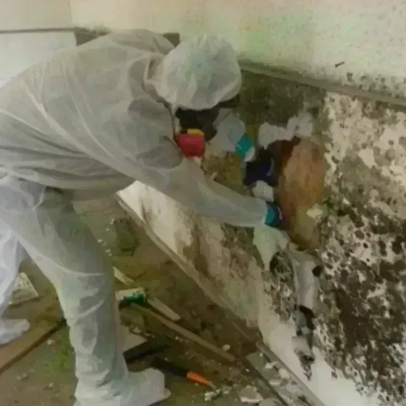 Mold Remediation and Removal in Russells Point, OH